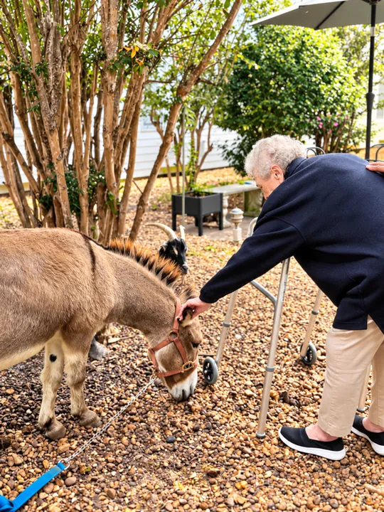 A resident with a walker reaching out to pet a miniature donkey on the courtyard path